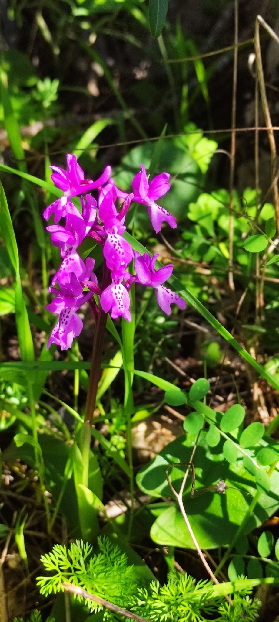 Image de Orchis olbiensis Reut. ex Gren.