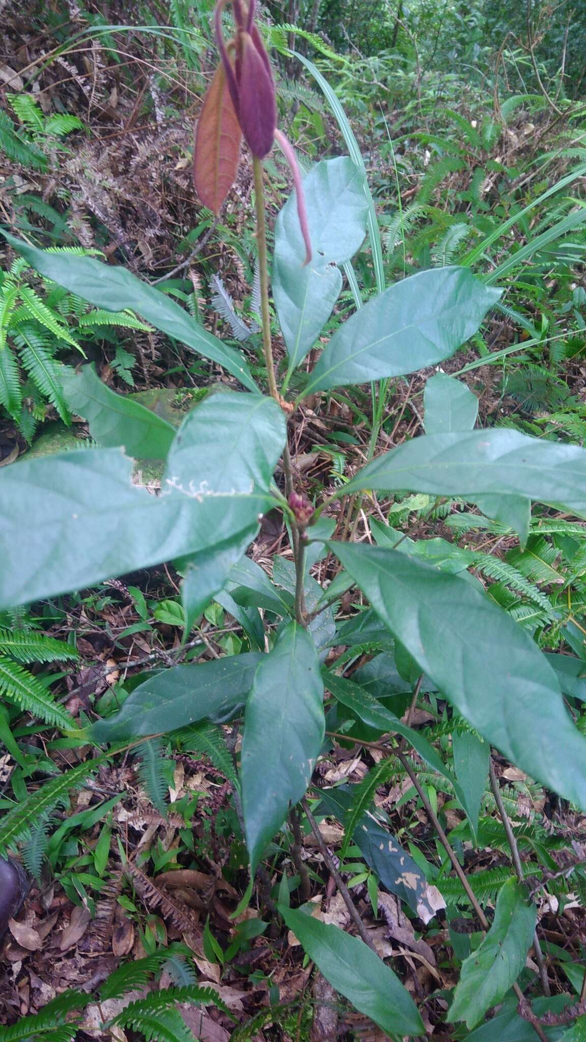 صورة Quercus pachyloma Seemen