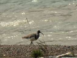 Image of ibisbills