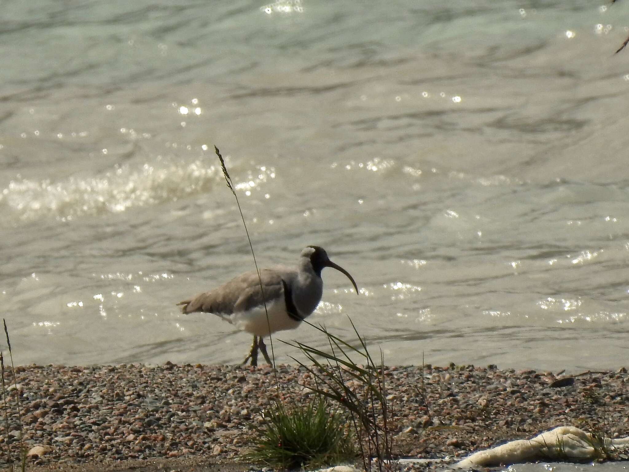 Image of ibisbills