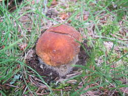 Image of Boletus chippewaensis A. H. Sm. & Thiers 1971