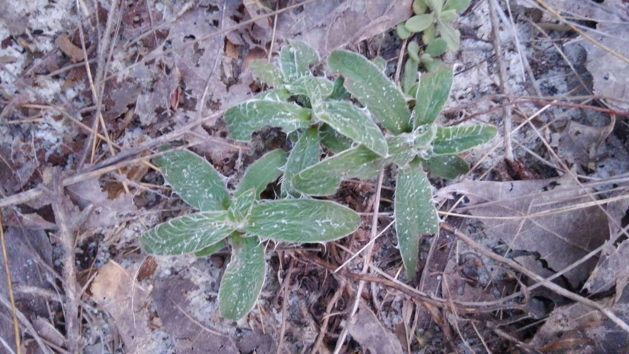 Image of zigzag silkgrass