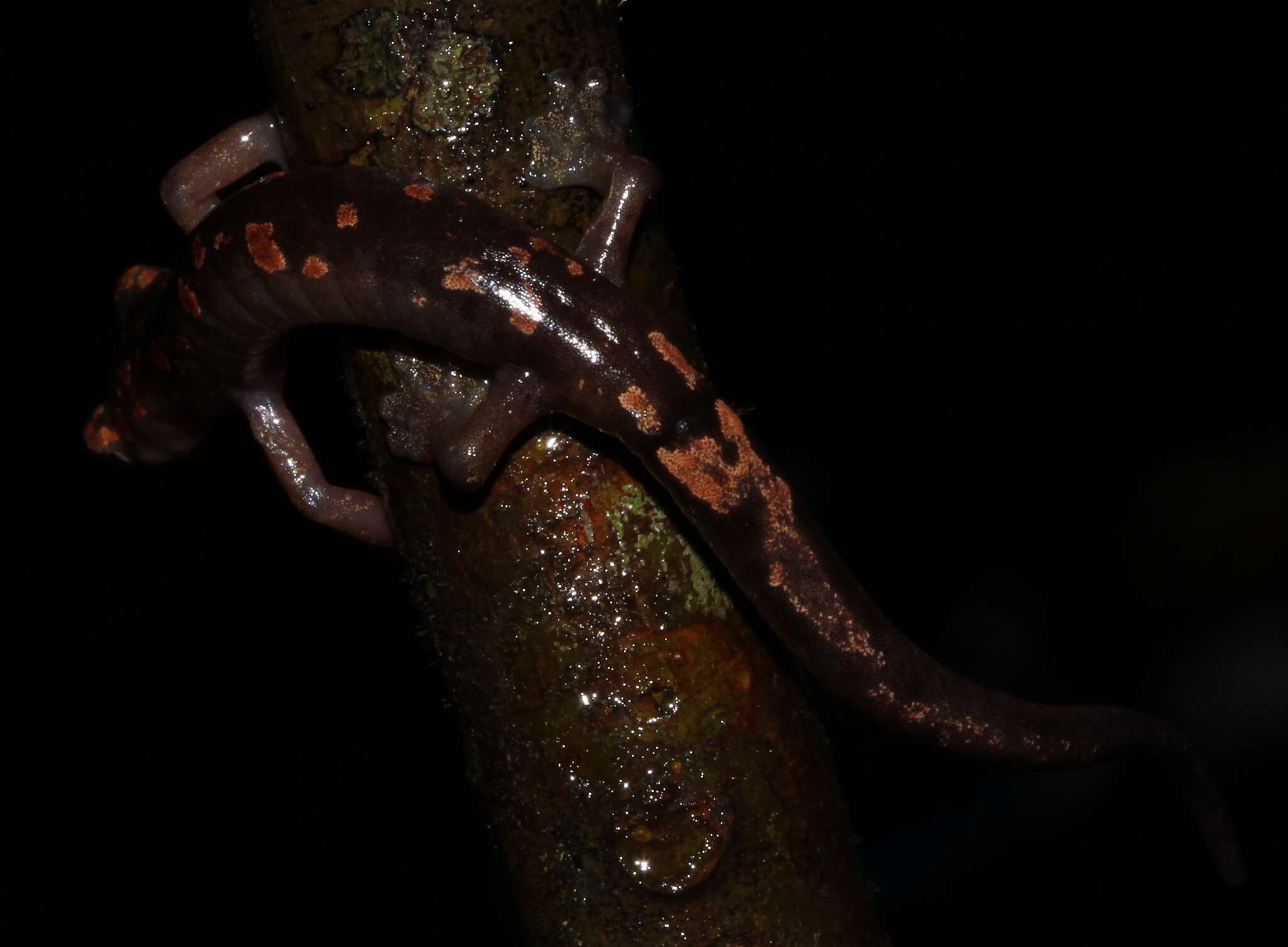 Image of Conant's Mushroomtongue Salamander