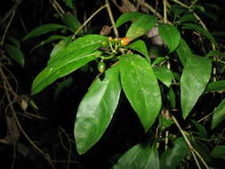 Image of thicket wild coffee