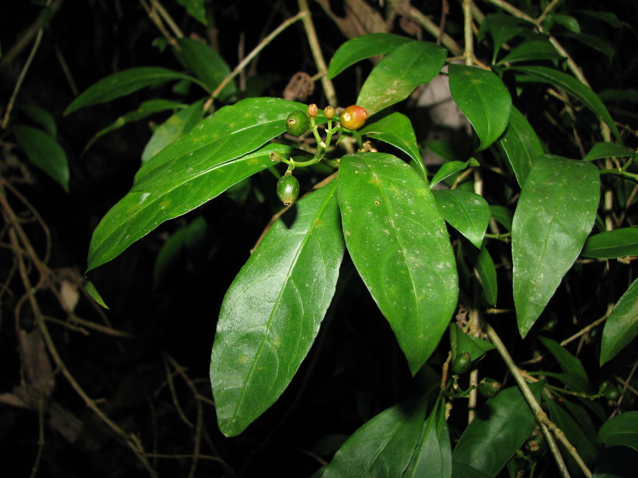 Image of thicket wild coffee