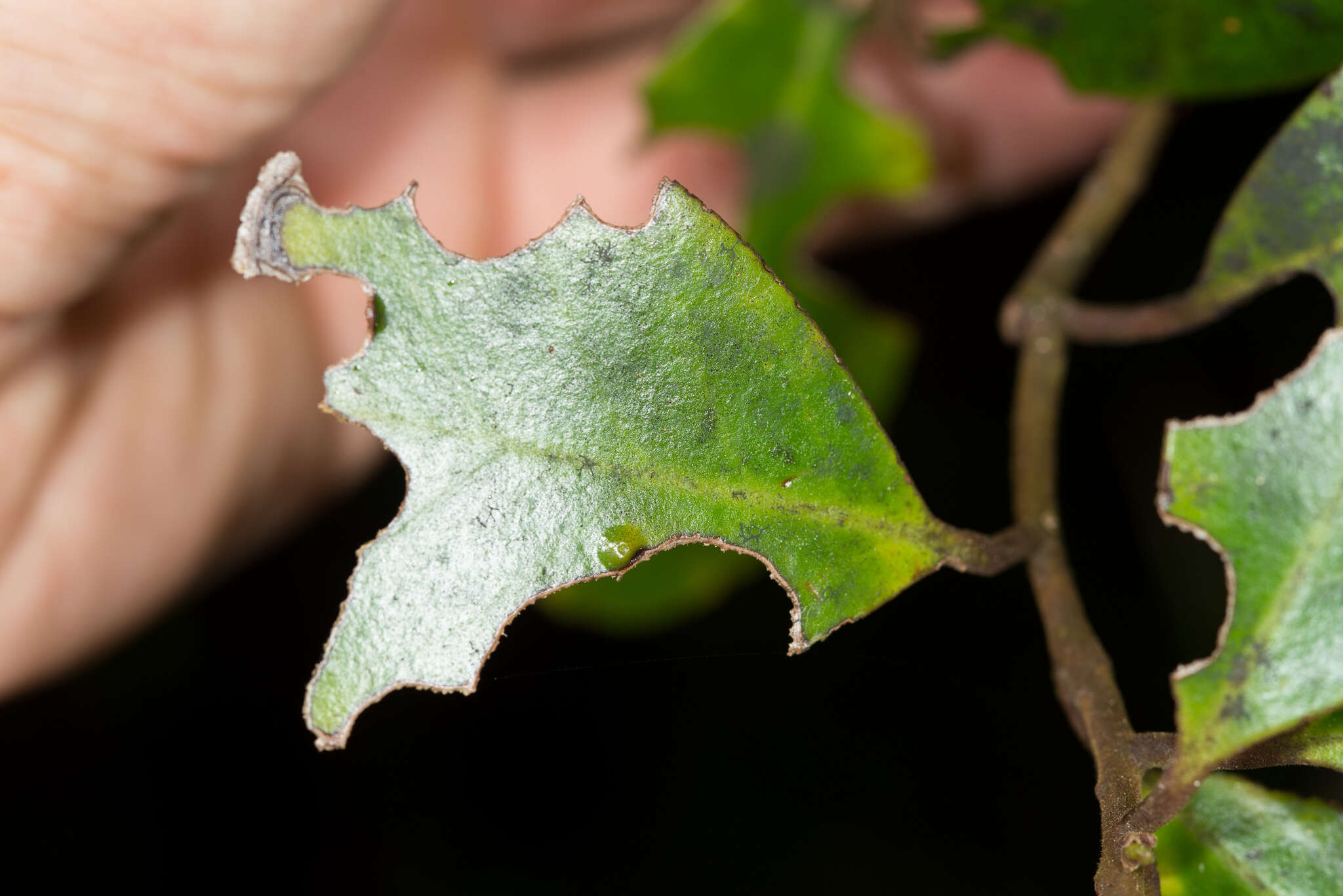 Image of Pseudowintera insperata Heenan & de Lange