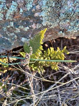 Image of graceful lipfern