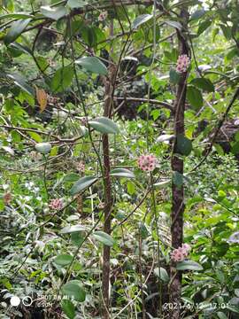 Image of Hoya diversifolia Bl.