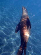 Image of Sea Lion