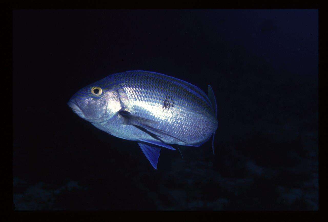 Image of Blue morwong