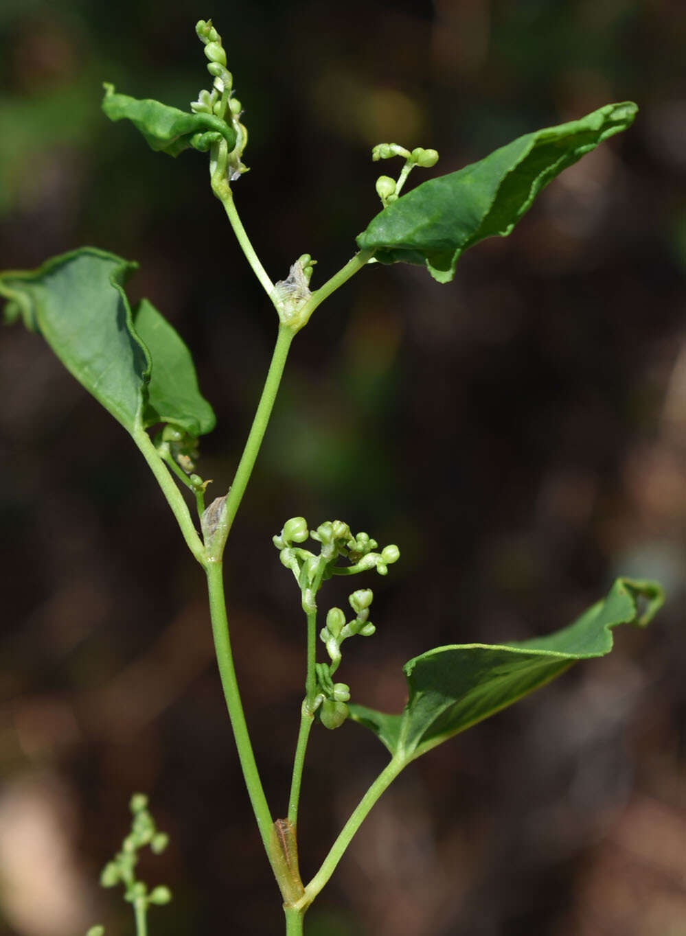 Image of Muehlenbeckia zippelii (Meisn.) Danser