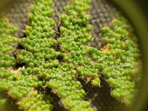 Image of beaded lipfern