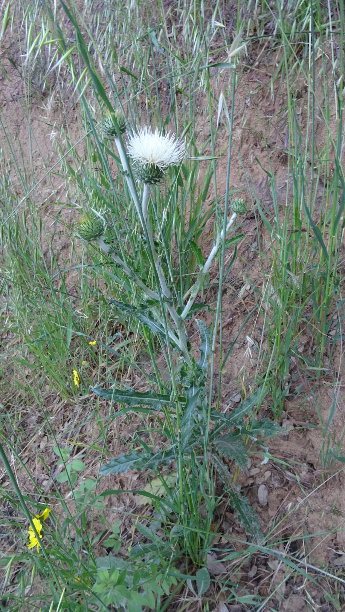 Cirsium cymosum (Greene) J. T. Howell的圖片