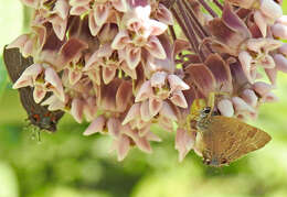 Image of hickory hairstreak