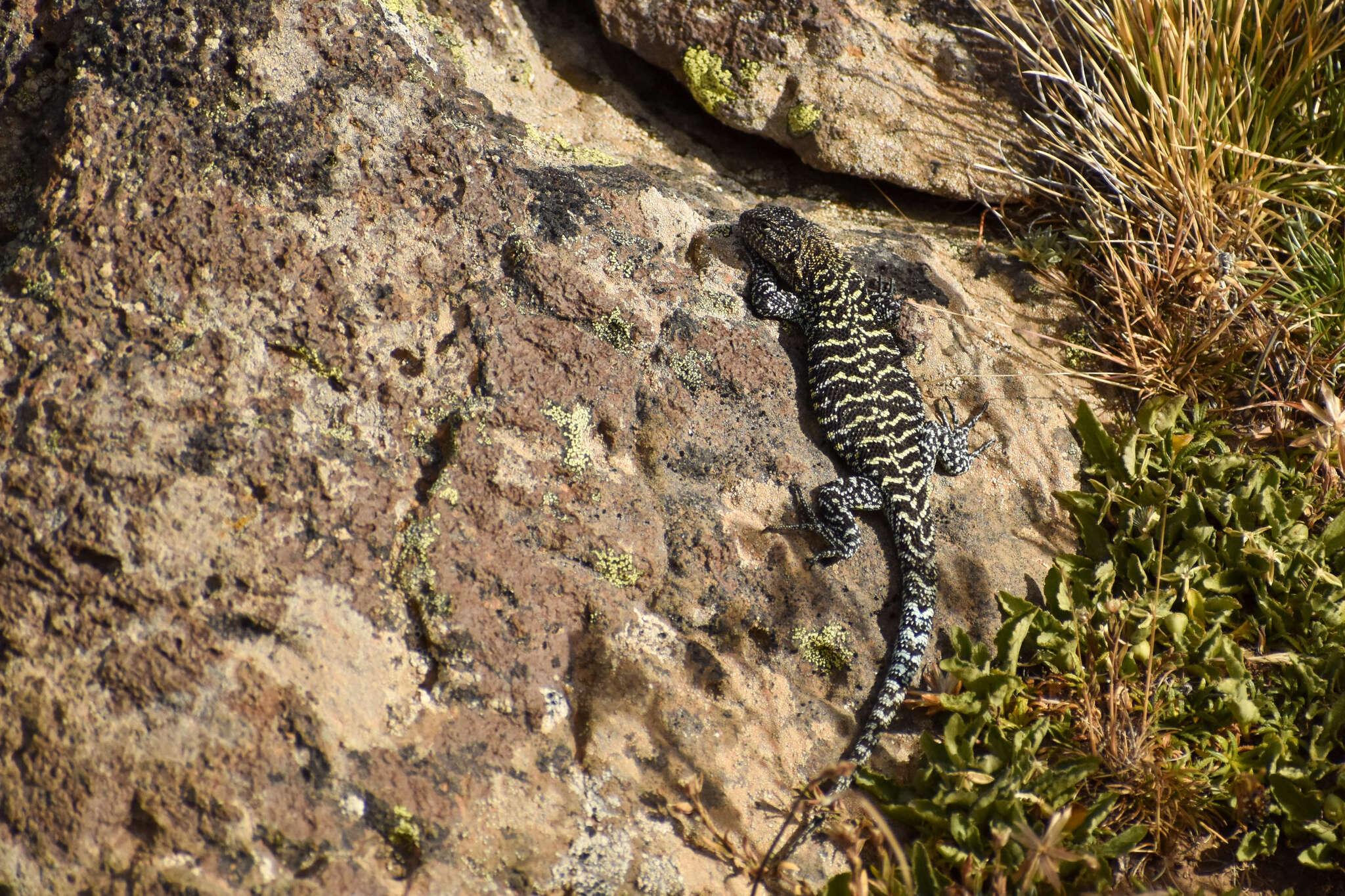 Image of King's tree iguana