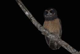 Image of Tawny-browed Owl