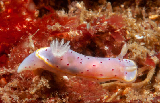 Image de Goniobranchus woodwardae (Rudman 1983)