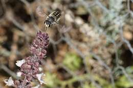 Image of Anthidium maculosum Cresson 1878