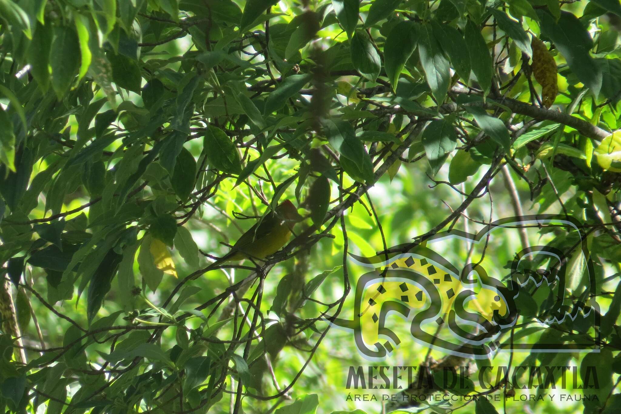 Image of Red-headed Tanager