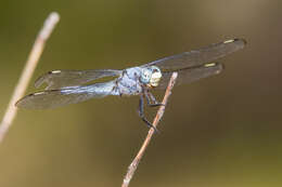 Image of Comanche Skimmer