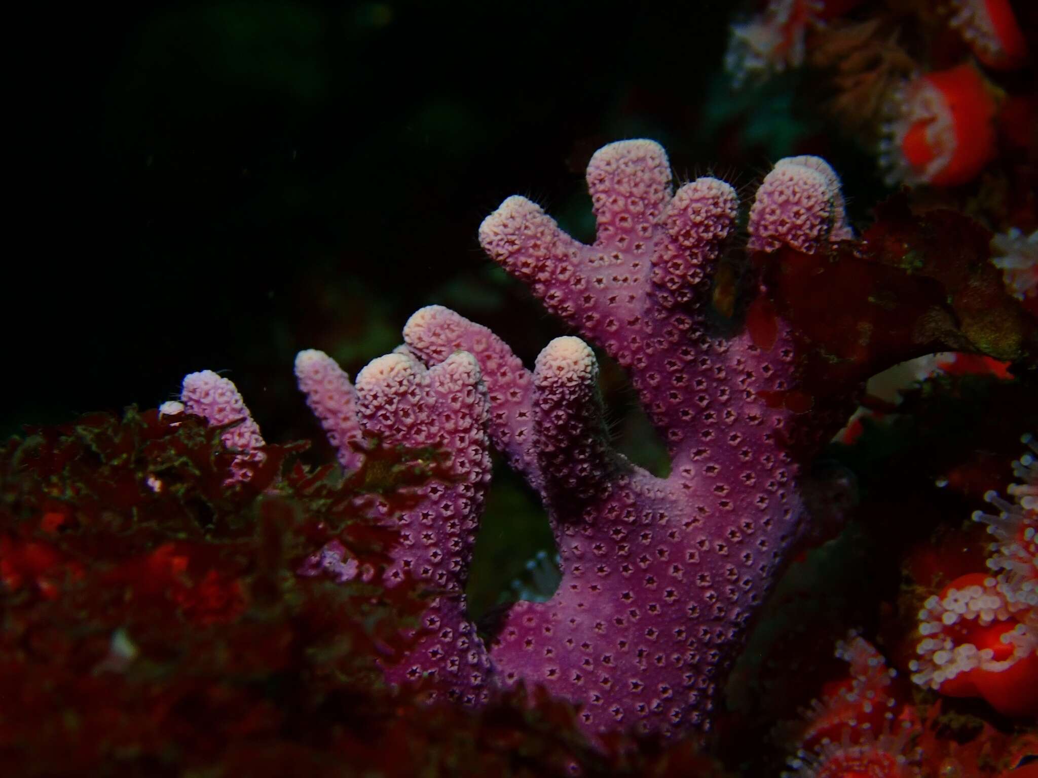 Image of California hydrocoral