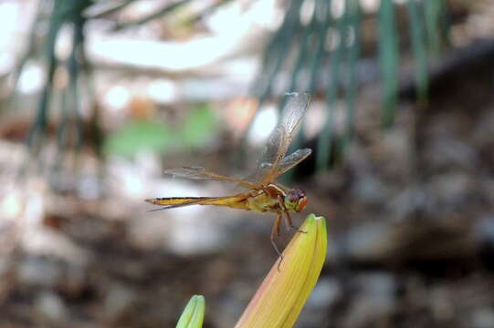 Image of Needham's Skimmer