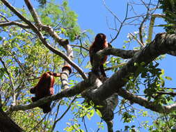 Image of Guianan Red Howler Monkey