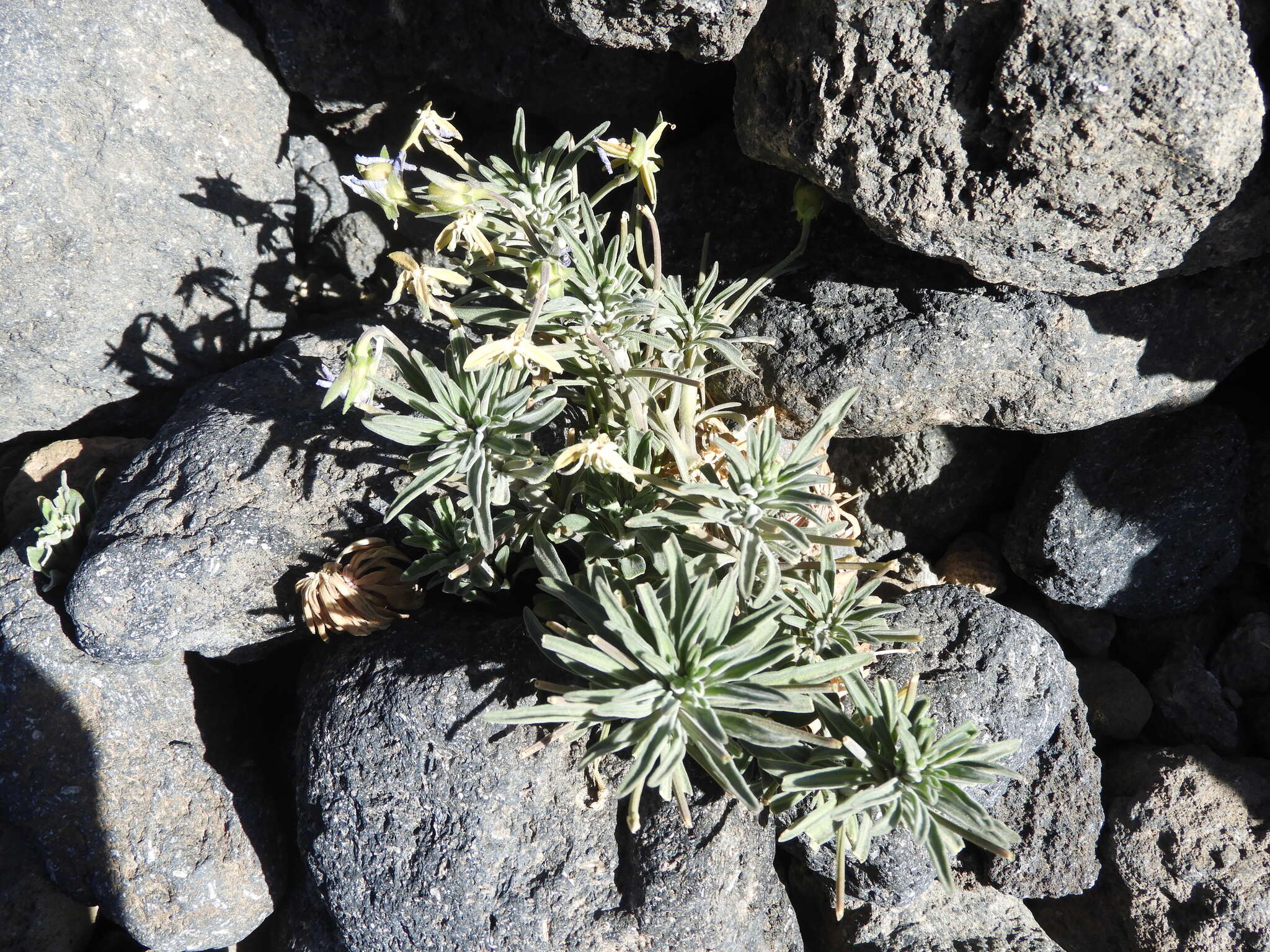 Image of Viola cheiranthifolia Humb. & Bonpl.