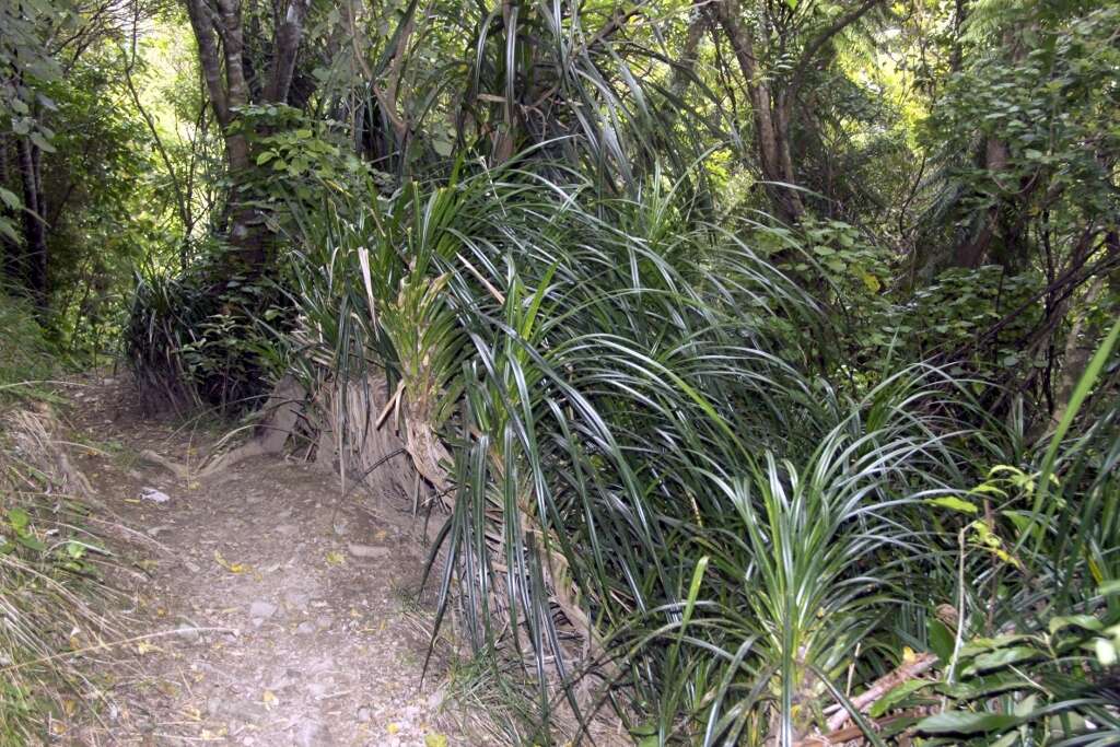 Freycinetia banksii A. Cunn. resmi