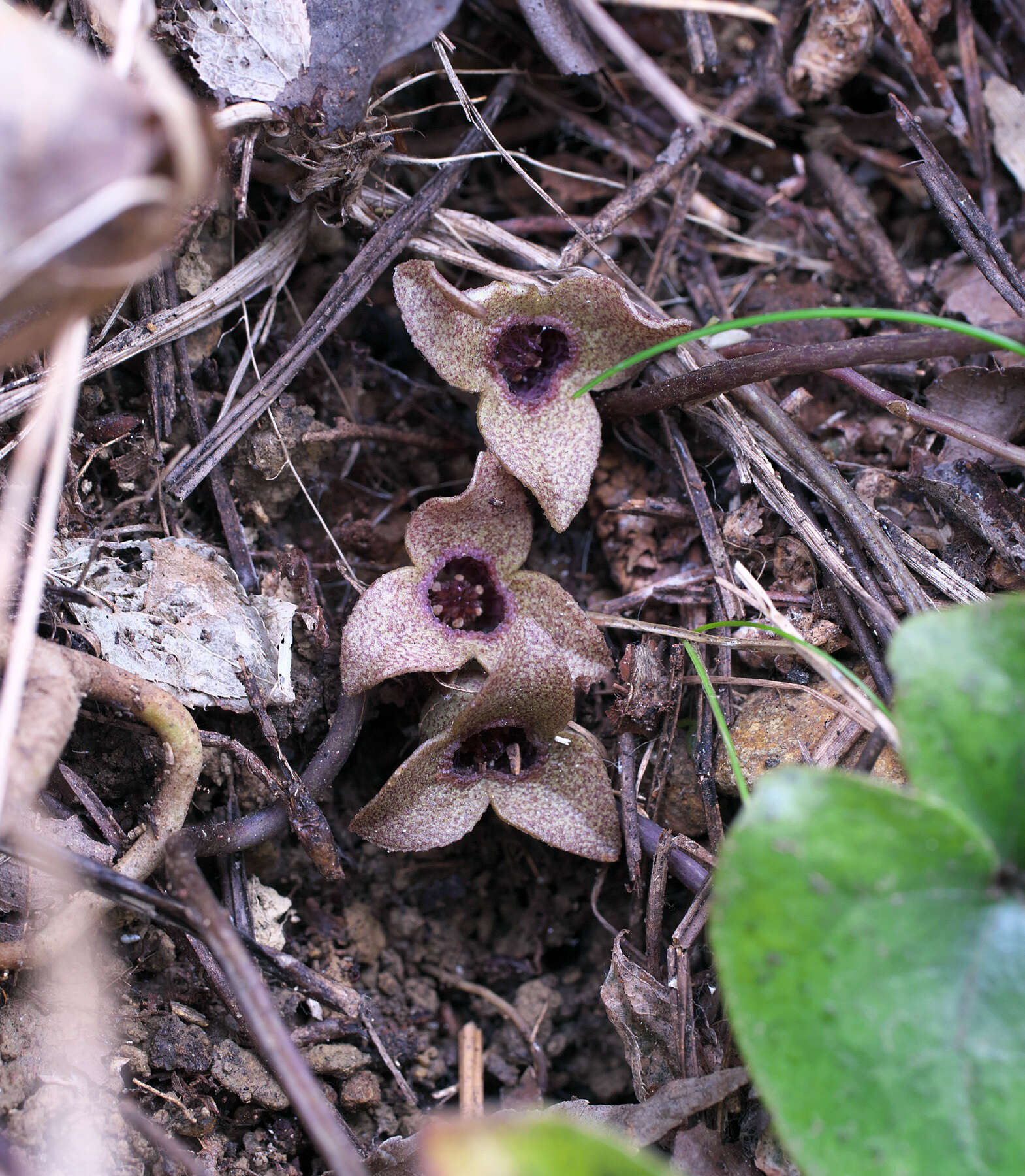 Image of Asarum fauriei var. takaoi (F. Maek.) T. Sugaw.