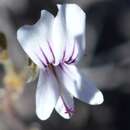 Image of Pelargonium antidysentericum subsp. zonale A. G. Scheltema