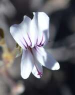 Image of Pelargonium antidysentericum subsp. zonale A. G. Scheltema