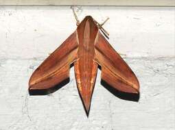 Image of Vine hawk moth