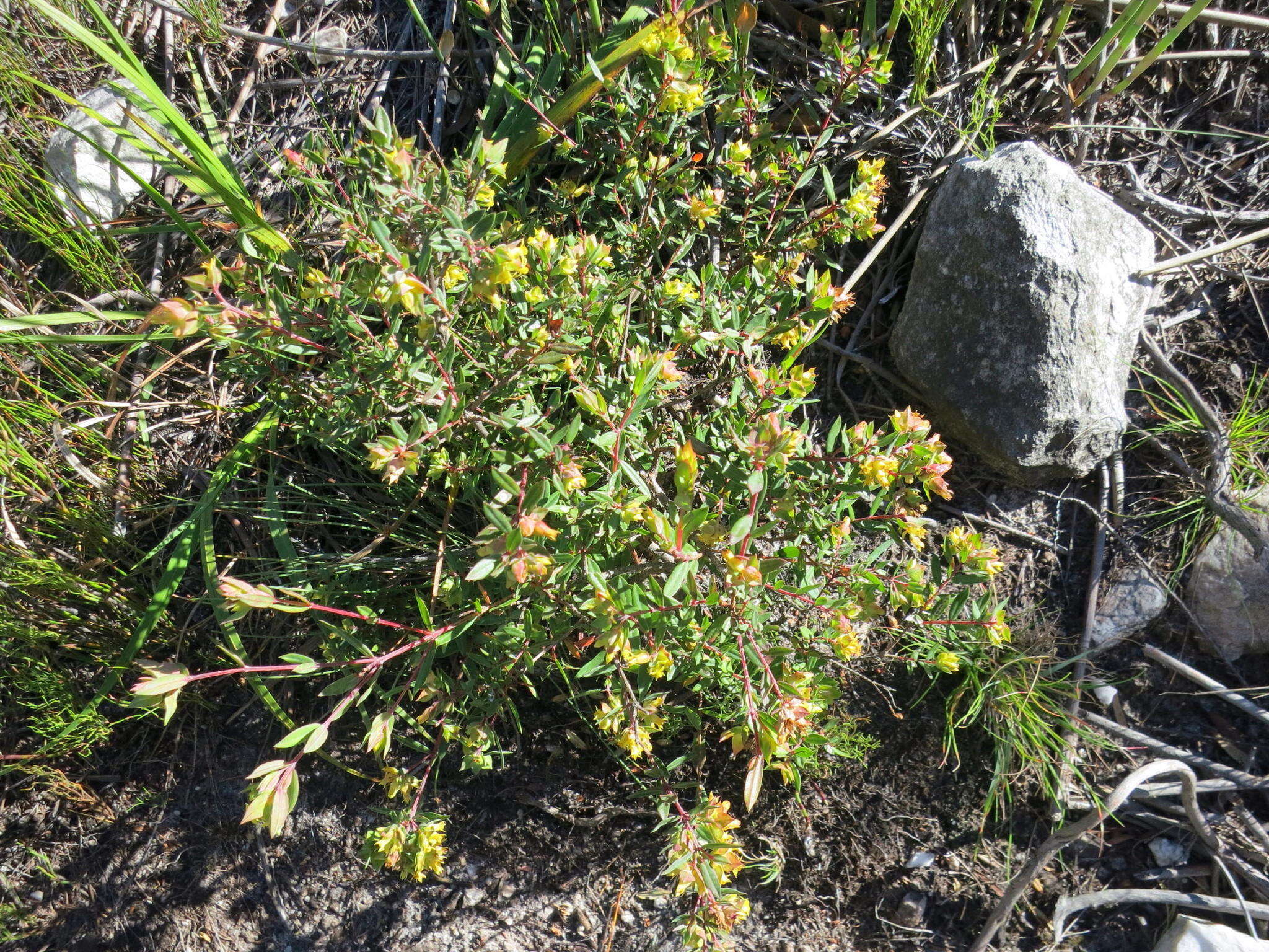 Image of Penaea acutifolia A. Juss.