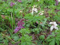 Слика од Corydalis cava (L.) Schweigger & Koerte