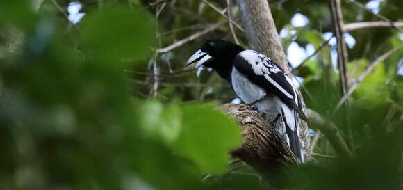 Image of Hooded Butcherbird