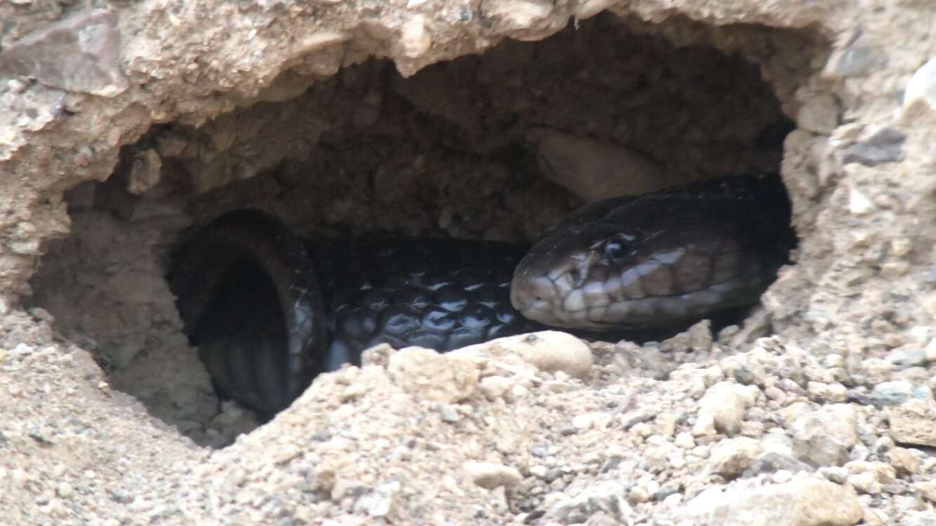 Image of Desert Cobra