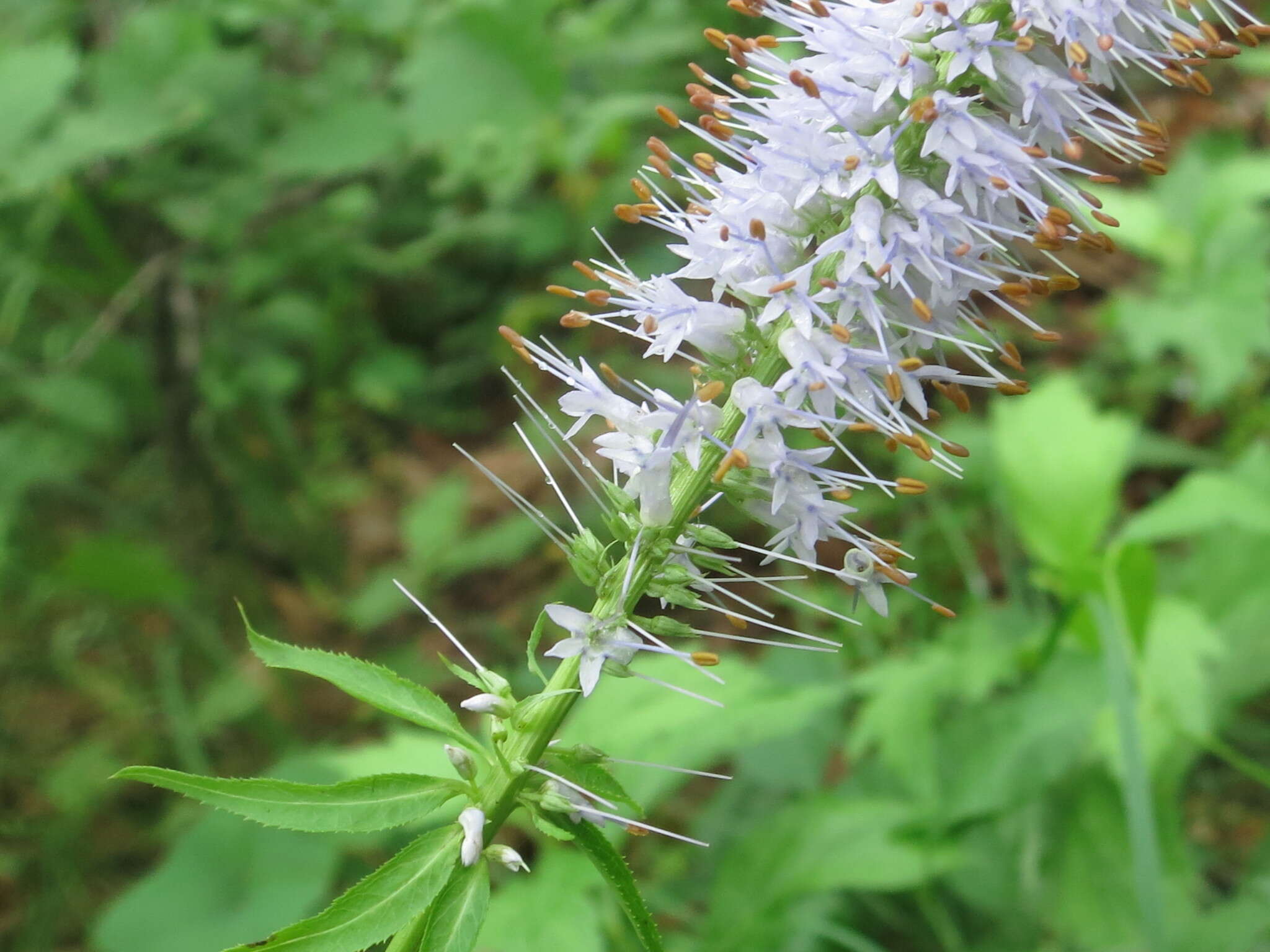 Image de Veronicastrum sibiricum (L.) Pennell