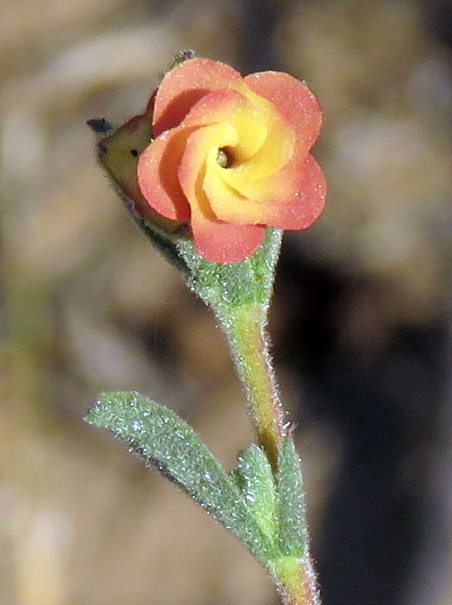 Image of Hermannia flammula Harv.