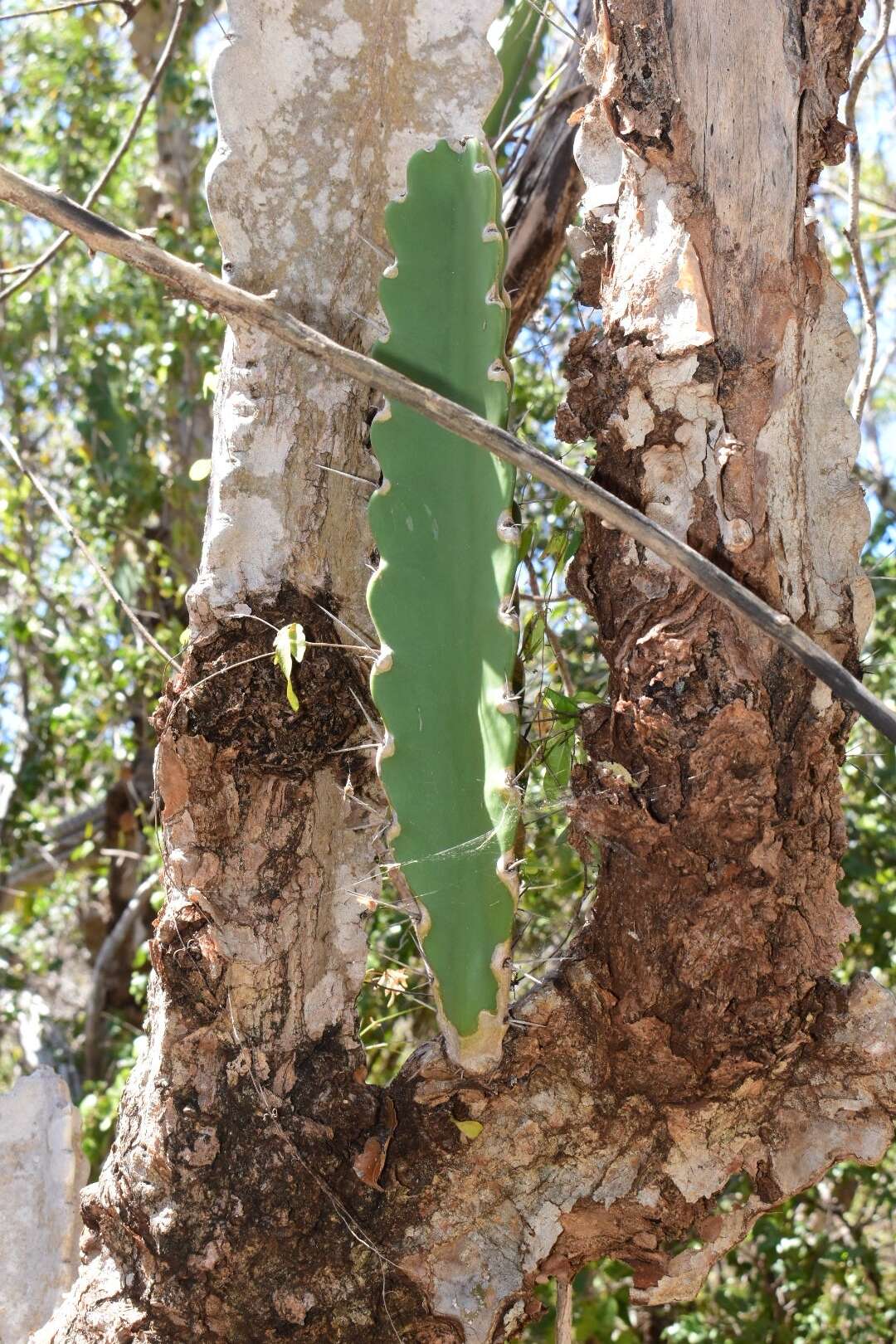 Dendrocereus undulosus (DC.) Britton & Rose的圖片