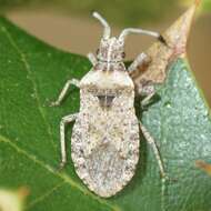 Image de Scolopocerus uhleri Distant 1881