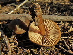 Image of Entoloma vernum S. Lundell 1937