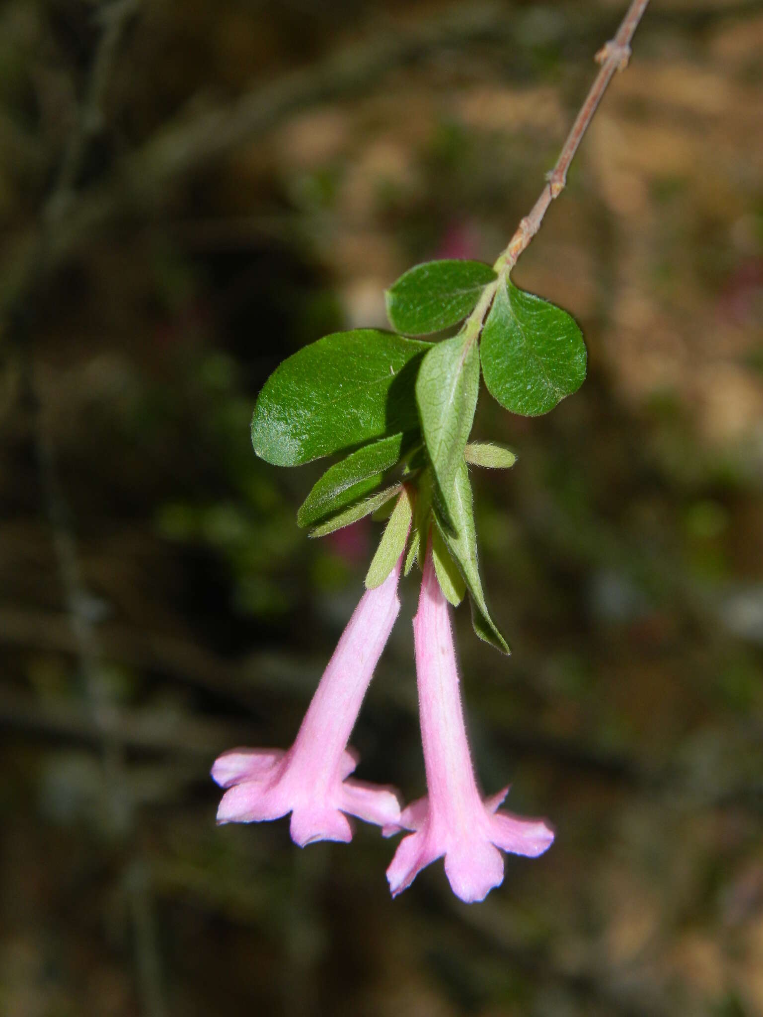 Image of Mexican abelia