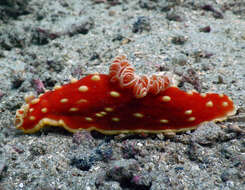 Image of Yellow spot fat red slug