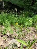 Image of Parry's goldenrod