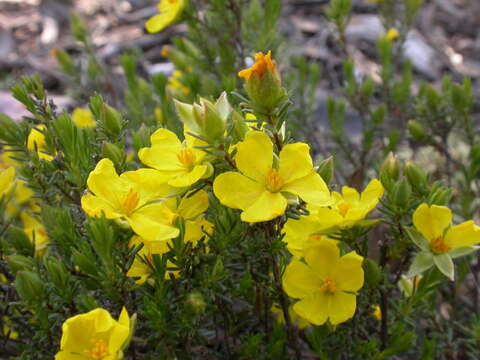 Image of Hibbertia calycina (DC.) N. A. Wakefield