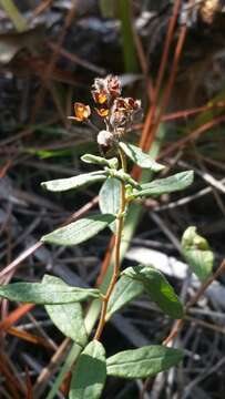 Image of pine barren frostweed