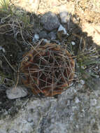 Image of Thelocactus buekii (Klein bis) Britton & Rose