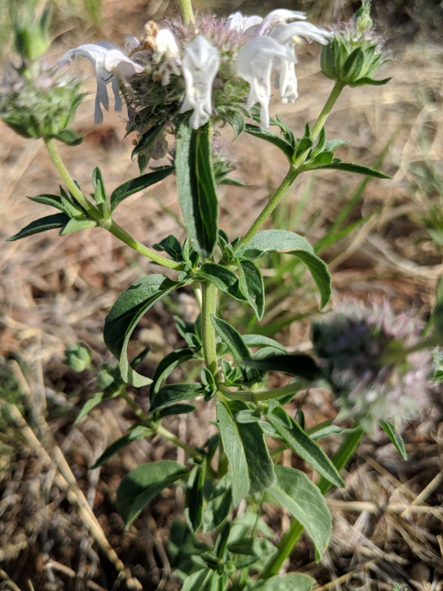 Imagem de Monarda pectinata Nutt.