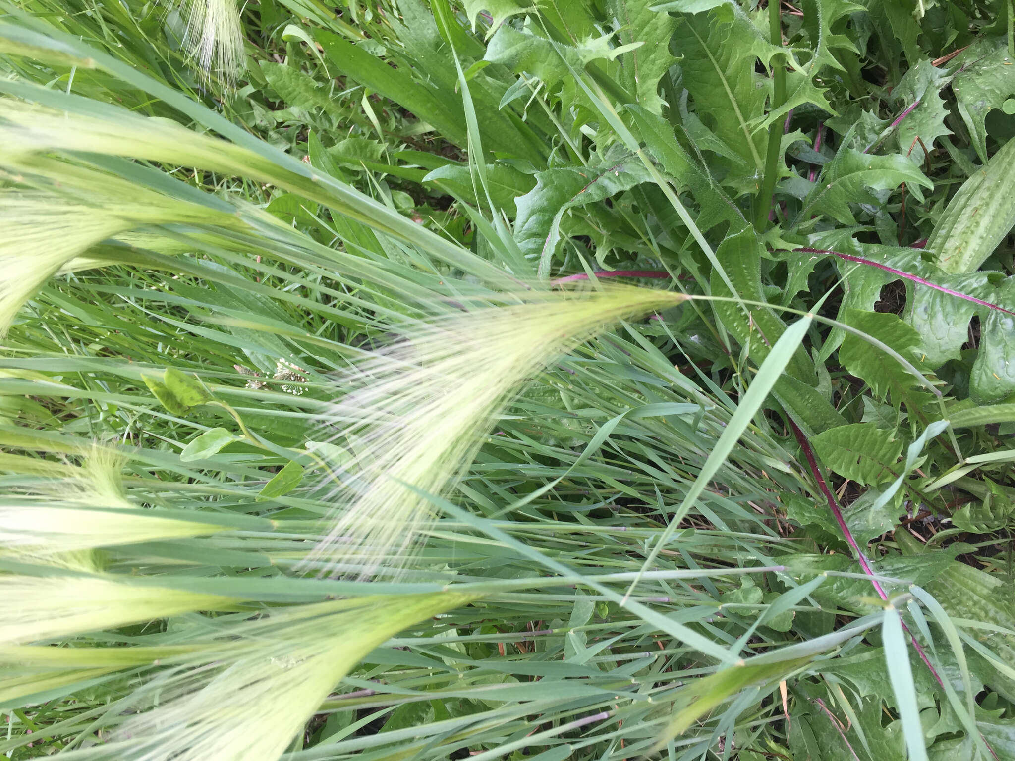 Image of Hordeum jubatum L.